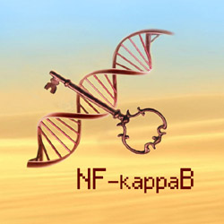 NFkappaB kľúč DNA